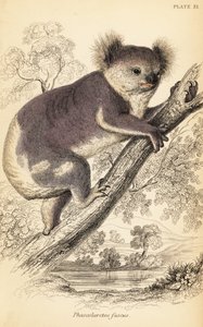 Koala, Phascolarctos cinereus (gravure)