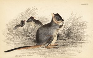Potoroo à longs pieds, Potorous longipes. Vulnérable (gravure) - Georges Robert Waterhouse