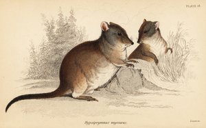 Potoroo à long nez, Potorous tridactylus tridactylus - Georges Robert Waterhouse