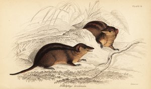 Opossum à trois bandes du Nord, Monodelphis americana (gravure)