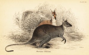 Wallaby à cou rouge, Macropus rufogriseus (gravure) - Georges Robert Waterhouse