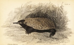 Échidné à bec court, Tachyglossus aculeatus - Georges Robert Waterhouse