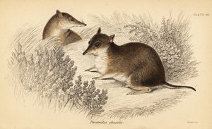 Bandicoot brun du sud, Isoodon obesulus. En danger (gravure) - Georges Robert Waterhouse