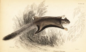 Planeur de sucre, Petaurus breviceps (gravure)