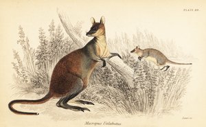 Wallaby des marais, Wallabia bicolor (gravure) - Georges Robert Waterhouse