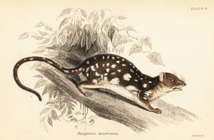 Quoll tacheté, Dasyurus maculatus, 1841 - Georges Robert Waterhouse