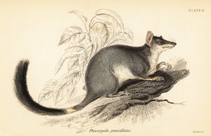 Tuan ou wambenger commun, Phascogale tapoatafa, 1841 - Georges Robert Waterhouse