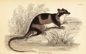 Opossum aquatique ou yapok, Chironectes minimus (gravure) - Georges Robert Waterhouse