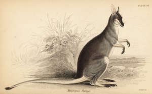 Wallaby à queue de fouet, Macropus parryi - Georges Robert Waterhouse