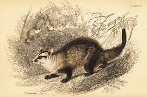 Opossum à oreilles blanches, Didelphis albiventris (gravure) - Georges Robert Waterhouse