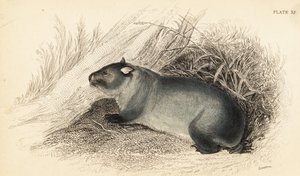 Wombat, Vombatus ursinus - Georges Robert Waterhouse