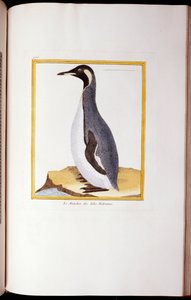 Un Manchot, Îles Falkland, de "Histoire Naturelle des Oiseaux", 1770-86 - Georges de Buffon
