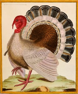 Une Dinde, de "Histoire Nouvelles des Oiseaux", 1771-86