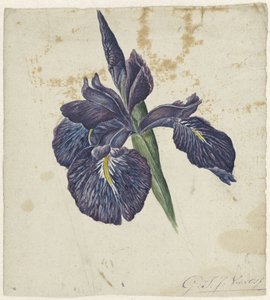 Iris - Georgius Jacobus Johannes van Os