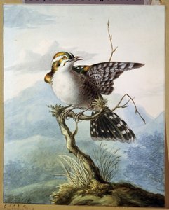Un petit oiseau