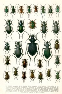 Gravure antique des variétés de coléoptères européens, c.1910 - Georgiy Jacobson