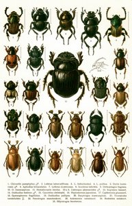 Estampe ancienne des variétés de coléoptères européens, vers 1910 (chromolithographie) - Georgiy Jacobson