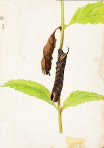 Chenille sphinx imitant une feuille morte enroulée..., début du XXe siècle