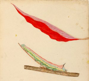 Chenille "à dos de miroir", étude pour le livre Concealing Coloration in the Animal Kingdom
