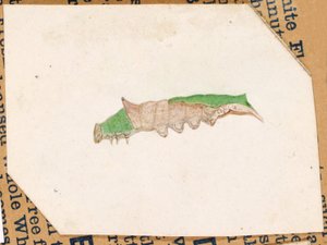 Chenille de feuille de chêne..., début du 20e siècle - Gerald H. Thayer