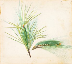 Chenille à touffes de pin, début du 20ème siècle - Gerald H. Thayer