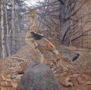 Gélinotte huppée mâle dans la forêt, 1907-08