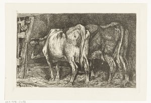 Deux vaches près d