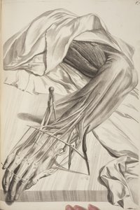 Anatomia Humani Corporis par Govard Bidloo, 1685 - Gerard de Lairesse