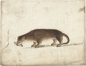 Loutre avec un poisson dans sa gueule - Gerard ter Borch (I)
