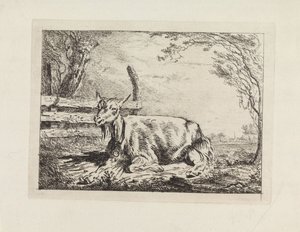 Chèvre couchée près d