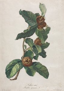 Néflier cultivé (Mespilus germanica)