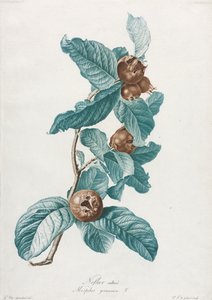 Néflier cultivé Mespilus germanica