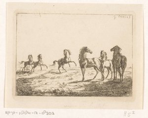 Troupeau de chevaux sauvages