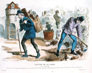 Viticulture au XVe siècle, d
