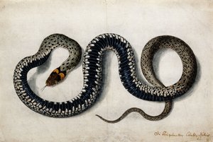Une couleuvre, c.1675-1700 - German School