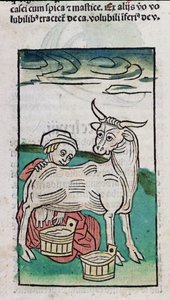 Une Servante Traite une Vache, 1491 - German School