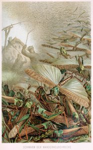 Un essaim de sauterelles, de Brehms Tierleben, pub. 1860 - German School