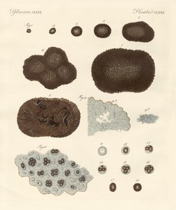 Organisation, type de reproduction et construction des truffes - German School