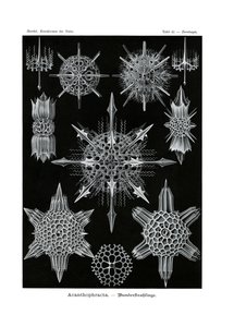 Acanthophracta, 1899-1904