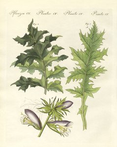 Plantes d