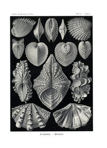 Acephala, 1899-1904 - German School