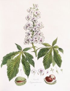 Aesculus Hippocastanum - German School