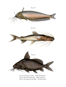 Poisson-chat africain - German School