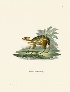 Chevrotain africain