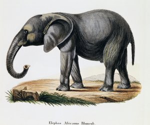 Éléphant d