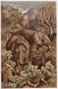 Éléphant d