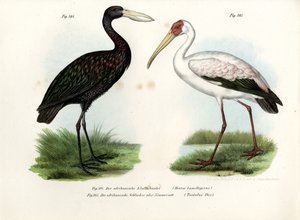 Cigogne épiscopale, 1864 - German School