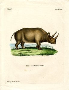 Rhinocéros africain - German School