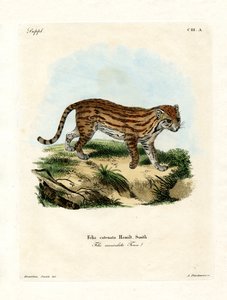 Chat sauvage africain - German School