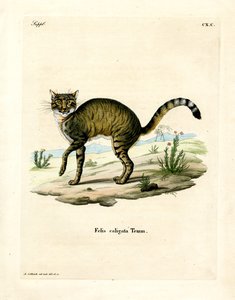 Chat sauvage africain - German School